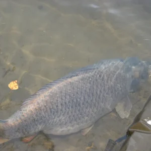 CTX Carp Rods